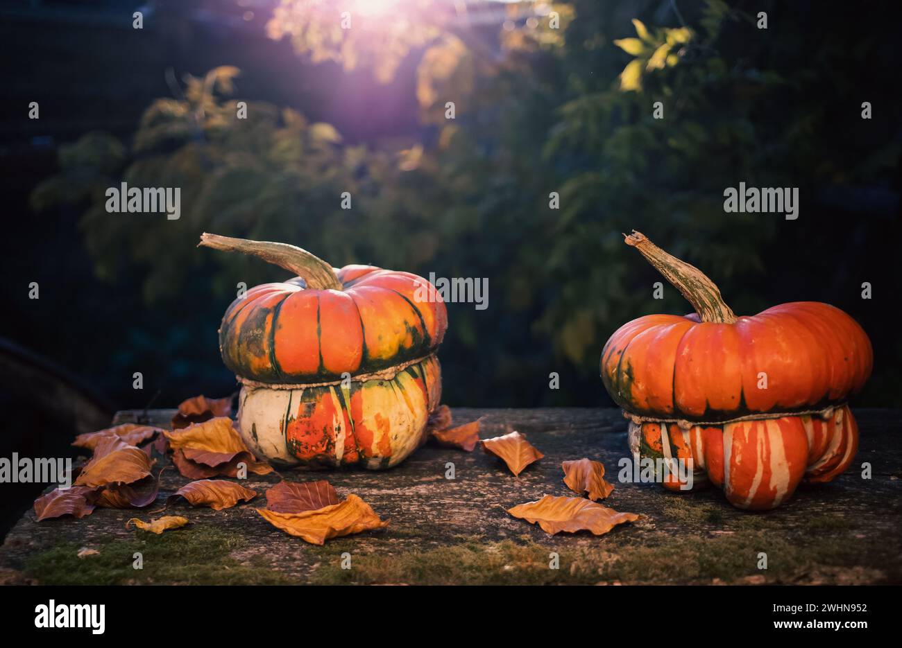 Kürbisse im Herbst Thanksgiving-Karte Stockfoto