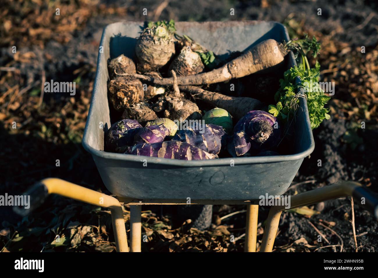 Pastinaken-Kohlrabi-Sellerie in einem Drachendray im Herbstfeld Stockfoto