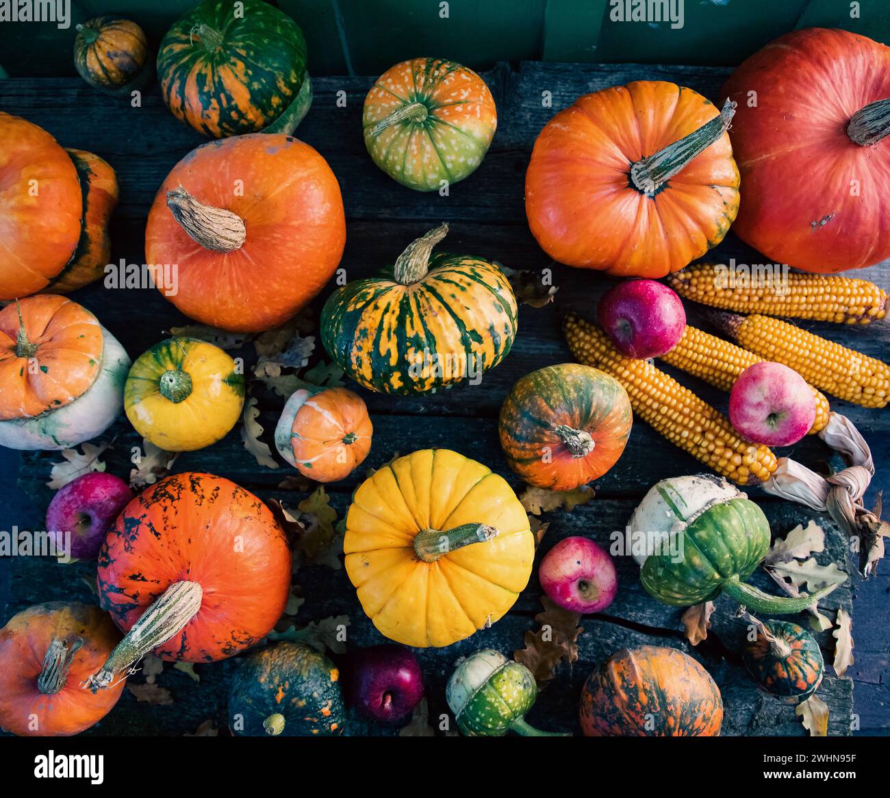 Kürbisse im Herbst Thanksgiving-Karte Stockfoto