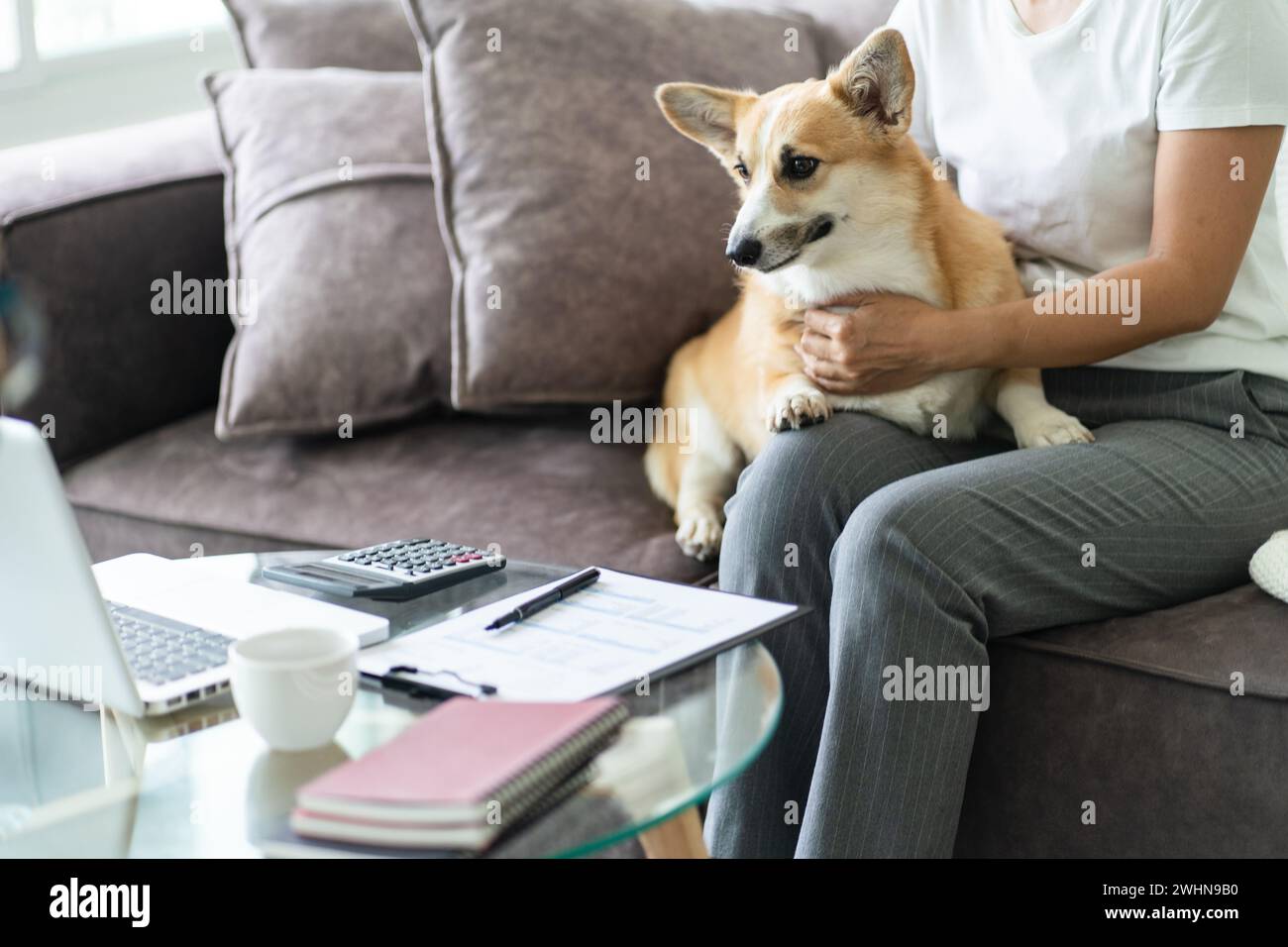 Frau, die mit ihrem Hund zu Hause spielt, hübscher Corgi auf Sofa im Wohnzimmer. Stockfoto