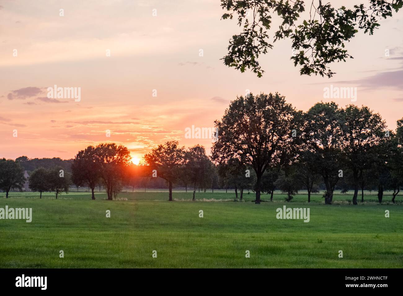 Goldener Horizont: Lebendiger Sonnenuntergang Über Ländlichen Baumkronen Stockfoto