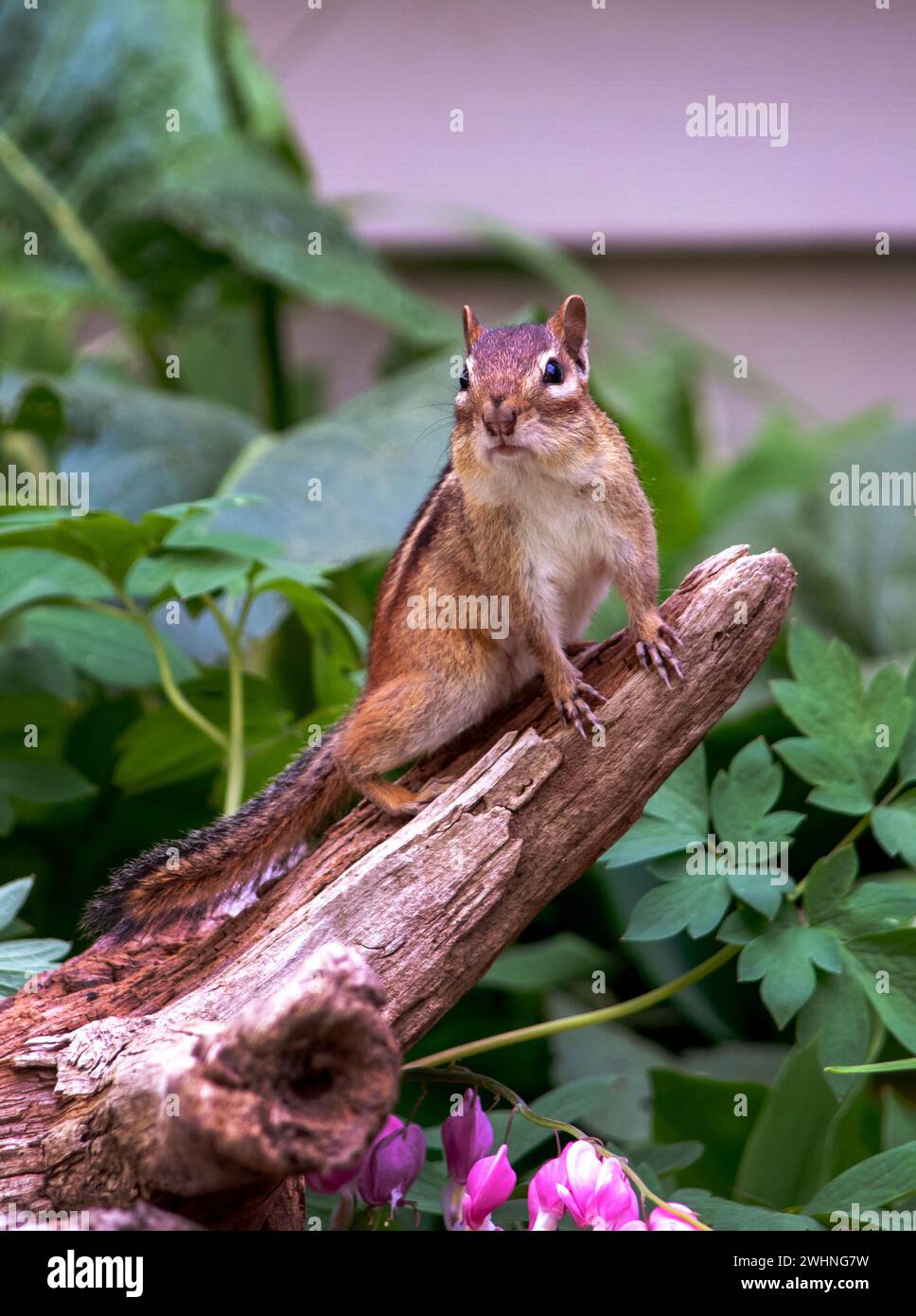 In diesem Frühlingsgarten klettert ein kleiner Streifennager aus einem Glied heraus Stockfoto