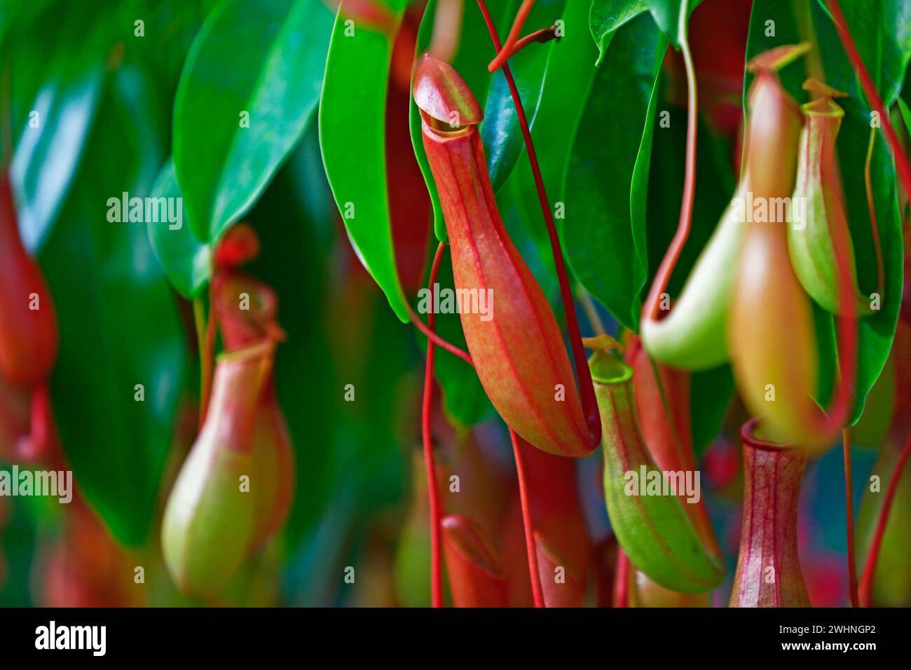 Tropische Kannenpflanzen im Garten Stockfoto