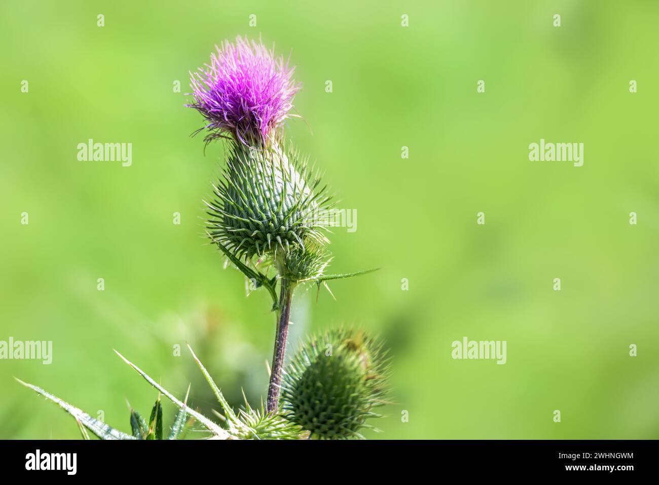 Rosa Blüte einer Distel (Cirsium), Dornstaude, meist als Unkraut bezeichnet, ist aber auch eine Nahrungspflanze für verschiedene Insekten und Stockfoto