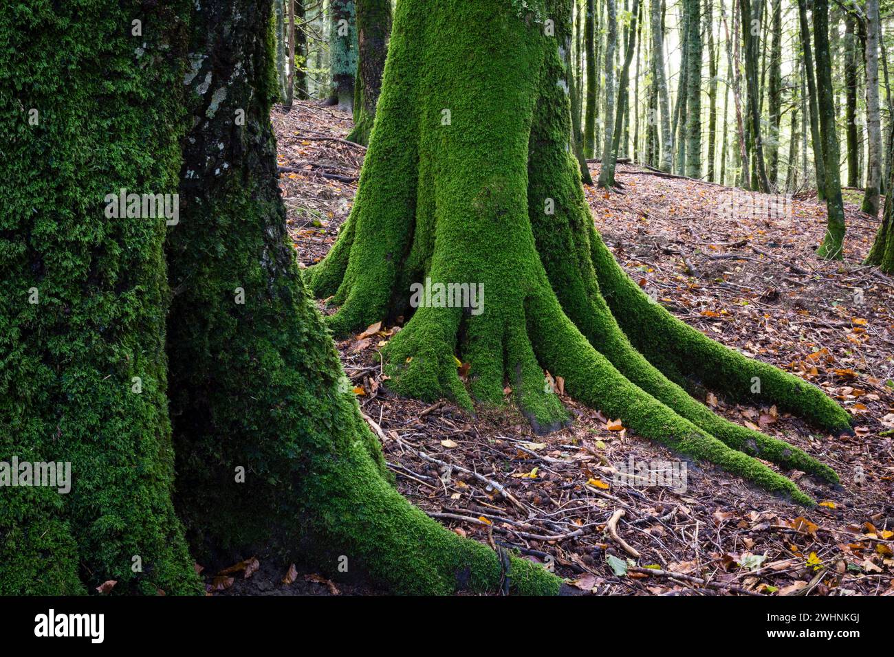 Reserva Integral de Lizardoia Stockfoto