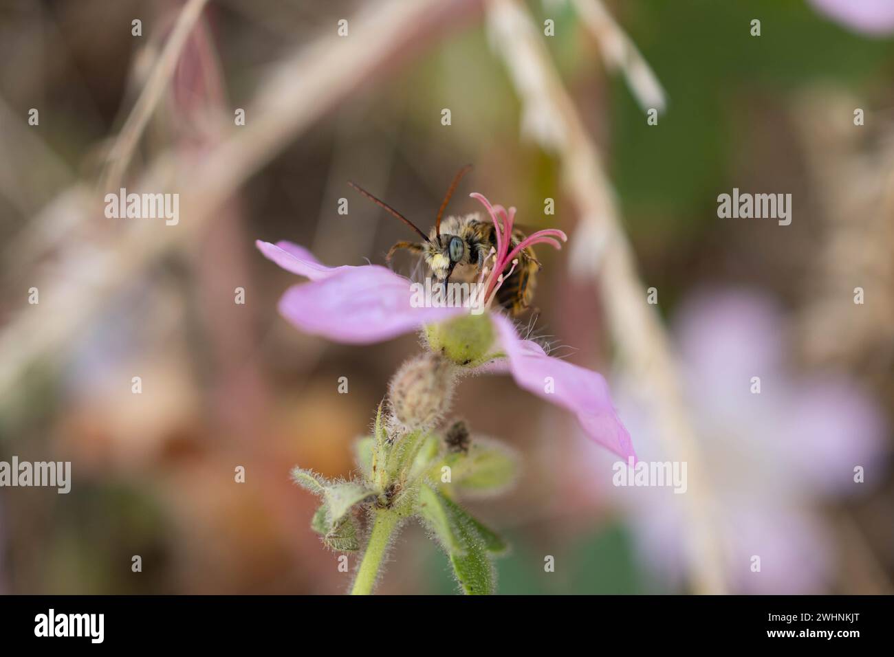 Wendige Langhörner. Ich fand Fütterung bei einem Spaziergang außerhalb von Fort Collins, Colorado Stockfoto