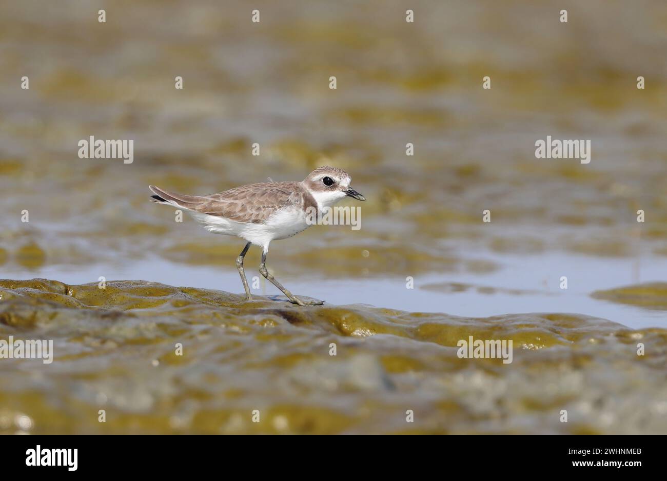 kentish Pflug am Strand. Dieses Foto stammt aus Chittagong, Bangladesch. Stockfoto