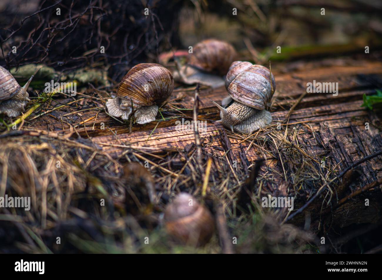 Braune gartenschnecken Fotos und Bildmaterial in hoher Auflösung Alamy