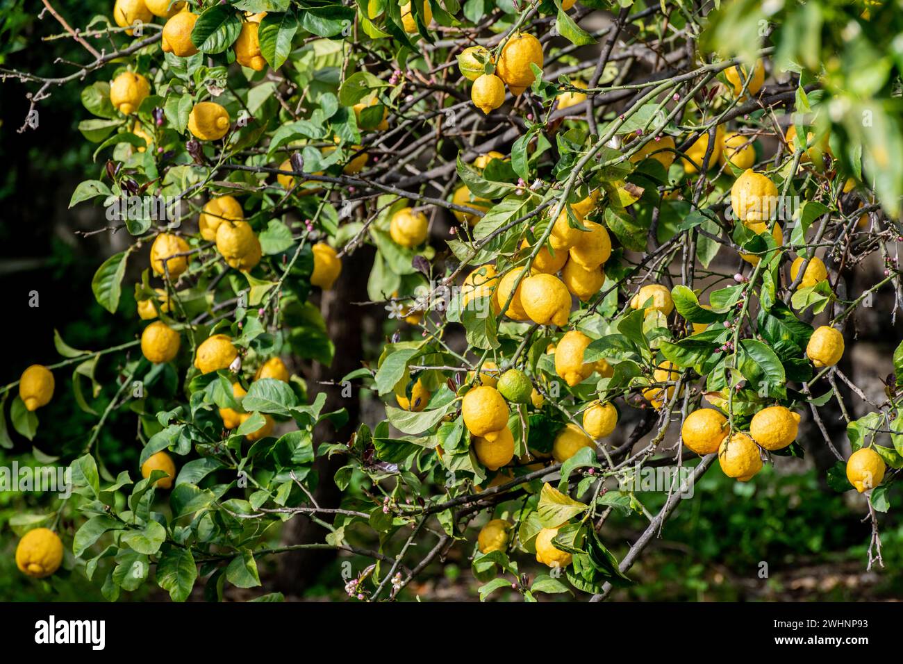 Nahaufnahme der Insel Stromboli Stockfoto