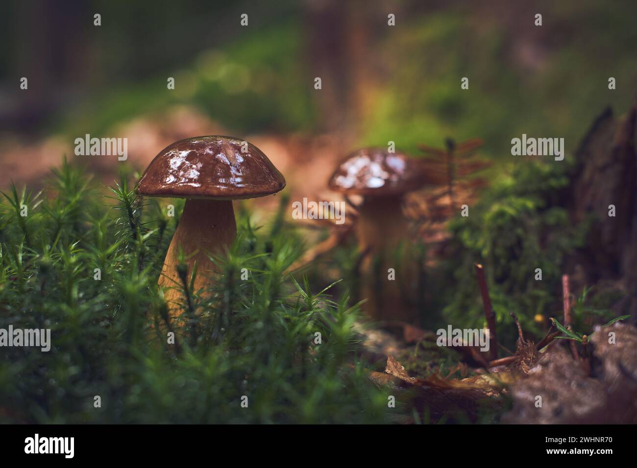 Kastanienpilz auf moosigem Waldgrund Stockfoto