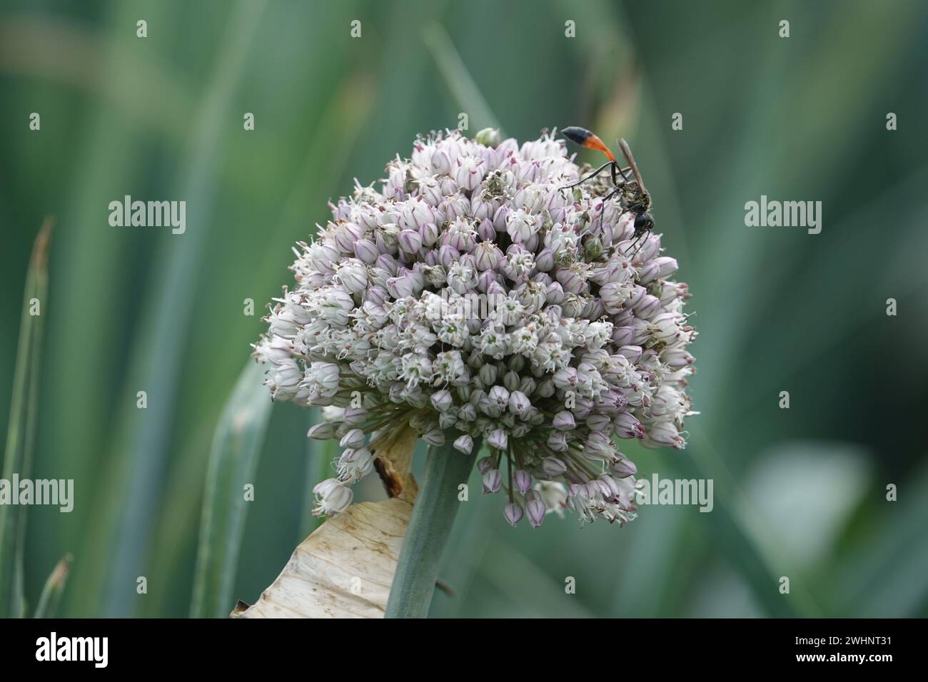 Allium porrum, Lauch Stockfoto