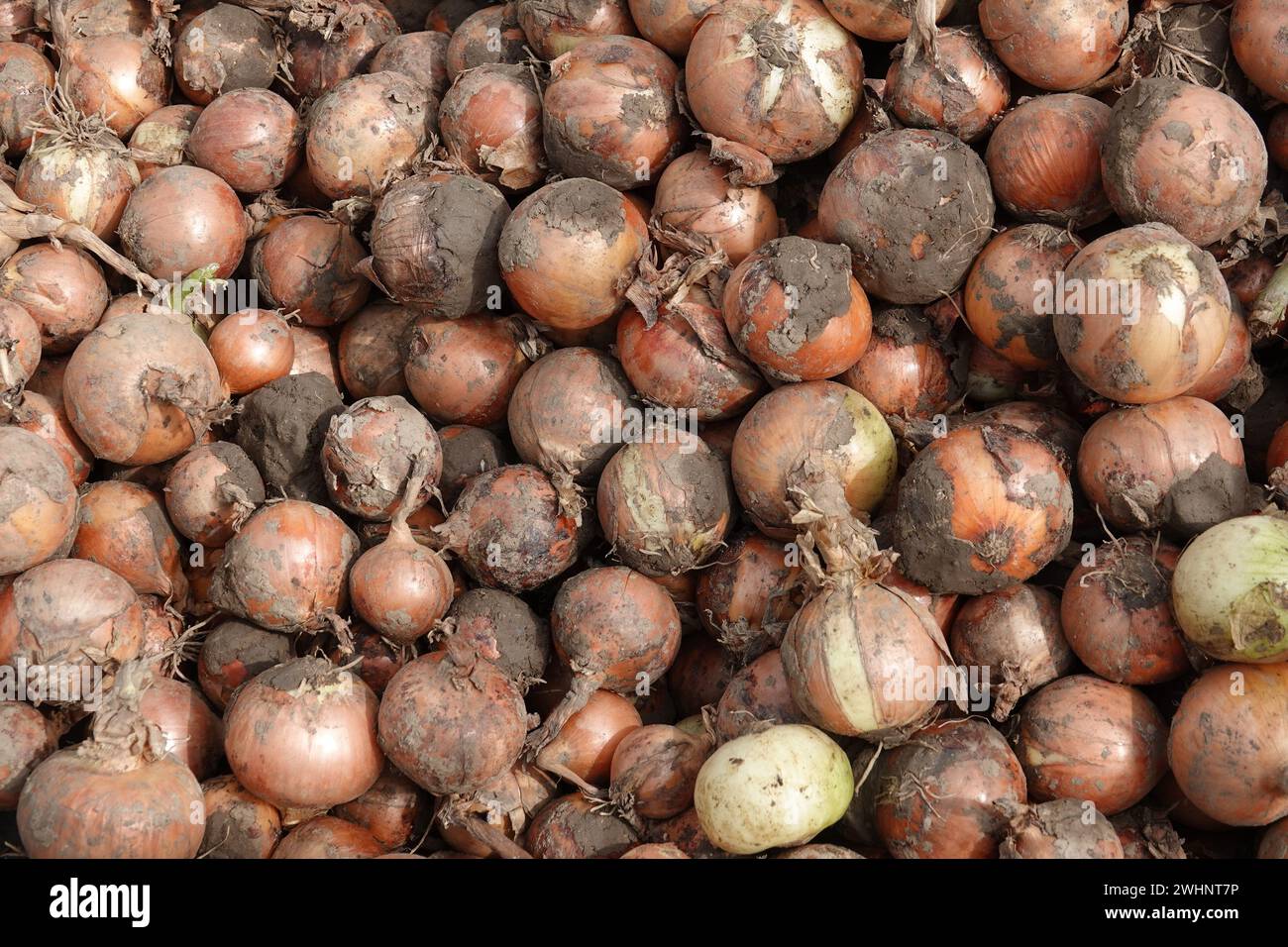 Allium cepa, Speisezwiebel, Zwiebeln Stockfoto