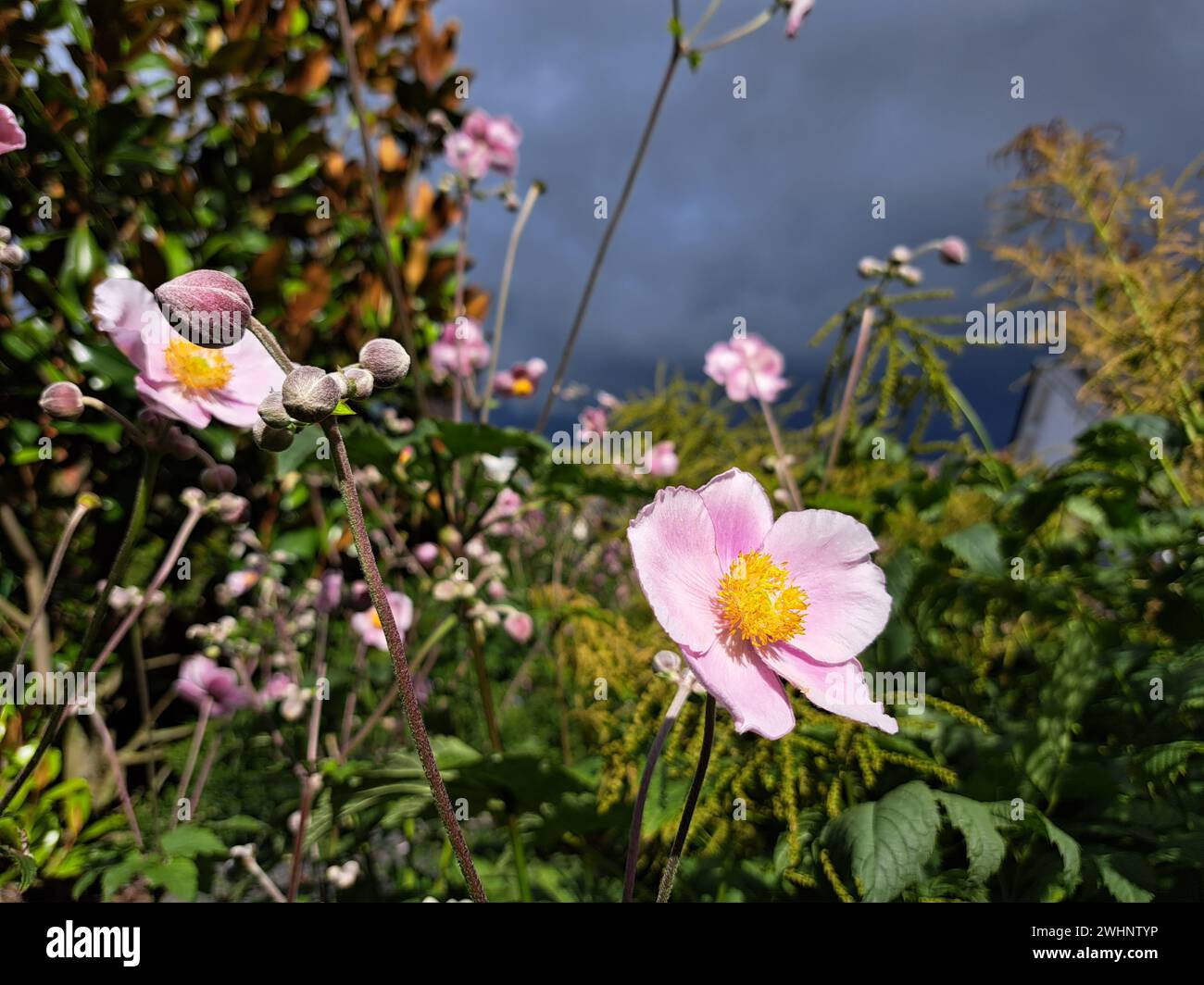 Rosafarbene Herbstanemone (Anemone hupehensis, syn. Eriocapitella hupehensis, Anemone japonica) in einem naturnahen Vorgarten Stockfoto