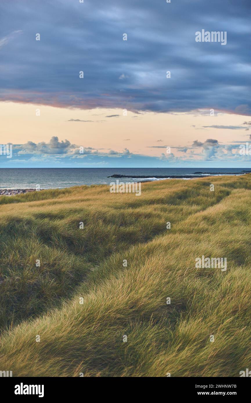 Grasbewachsene Dünen am breiten Strand in Norddänemark Stockfoto