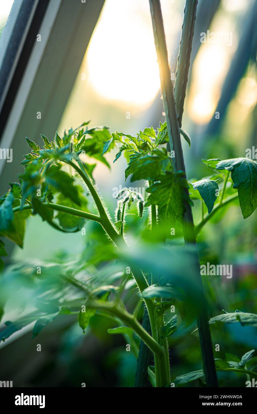 Junge Tomatenpflanze, die im Gewächshaus wächst Stockfoto