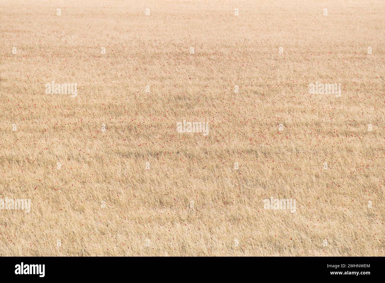 Großes Feld gefüllt mit Mohn Stockfoto