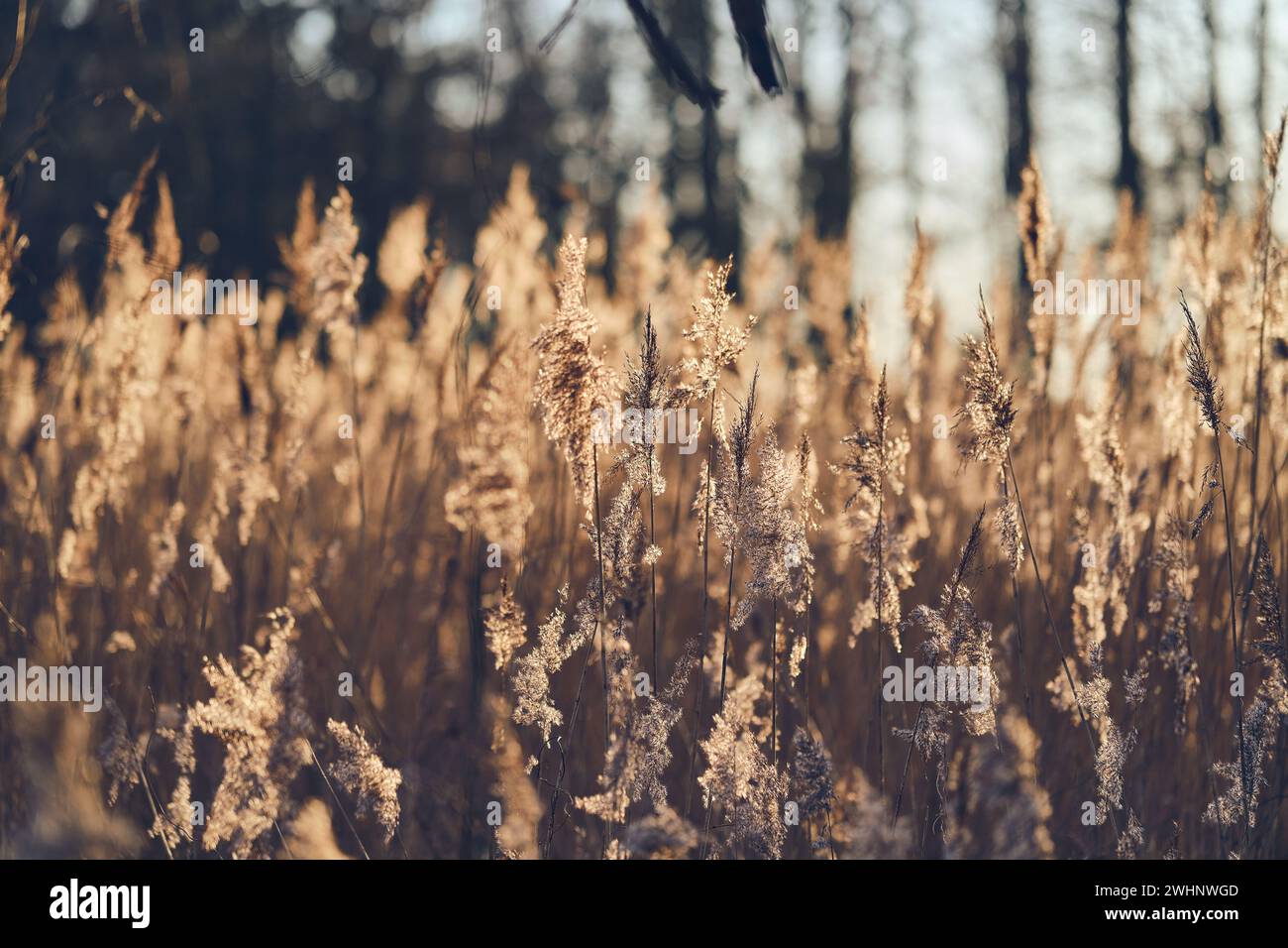 Schilfgras im Wintersonnenlicht Stockfoto