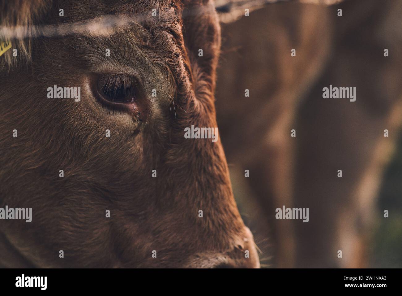 Braunes Angus-Kuh-Detail am Auge Stockfoto