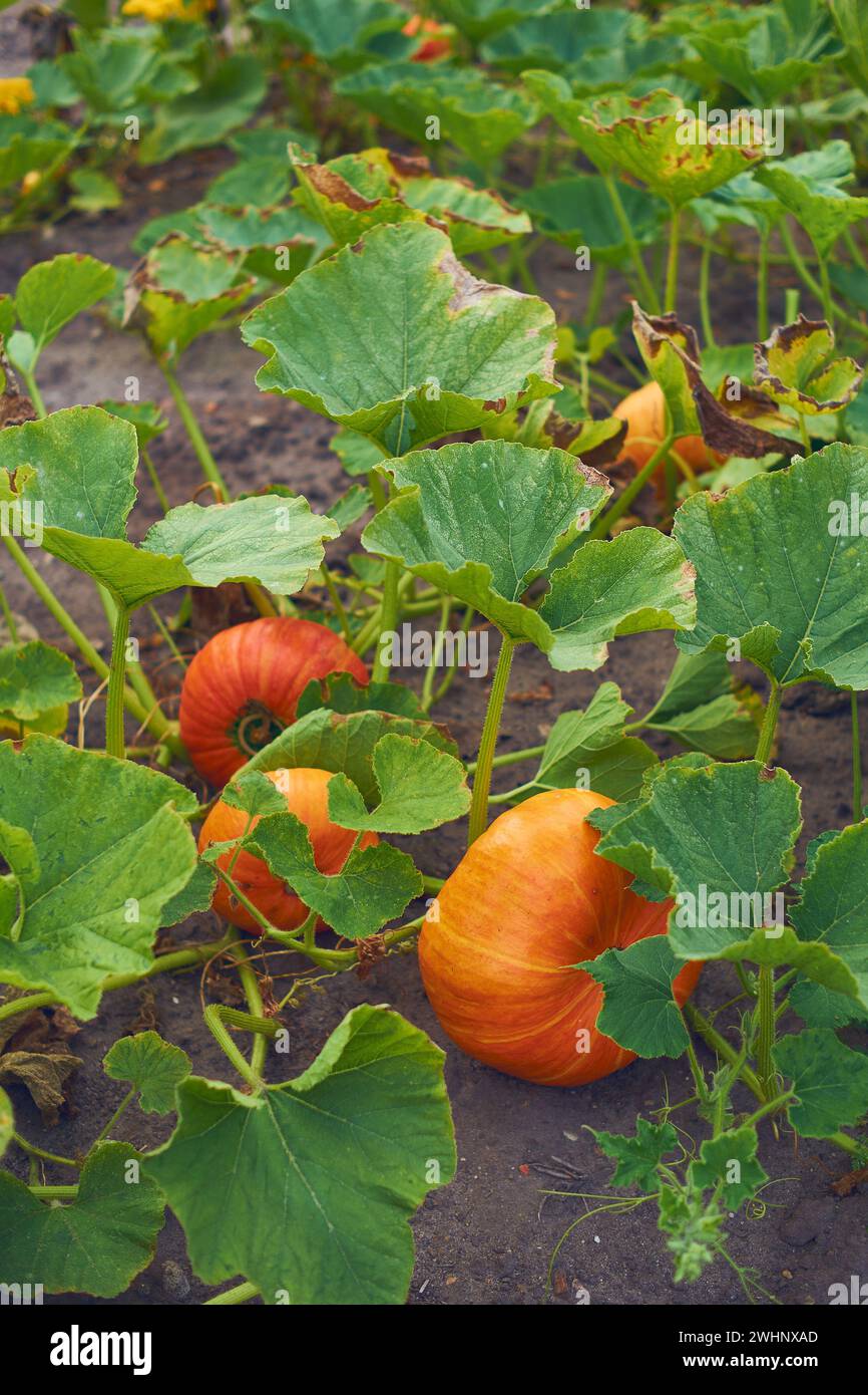 Orange Kürbisse wachsen auf dem Feld Stockfoto