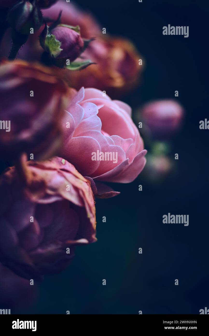 Miniatur-Rosenwelken Stockfoto