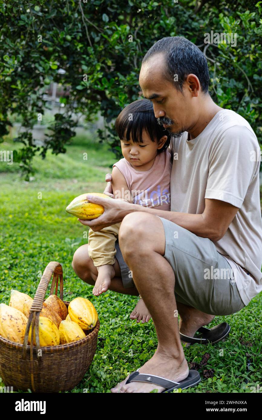 Vater lehrt Sohn über den Anbau von Kakaofrüchten. Kakaofrucht im Bambuskorb. Stockfoto