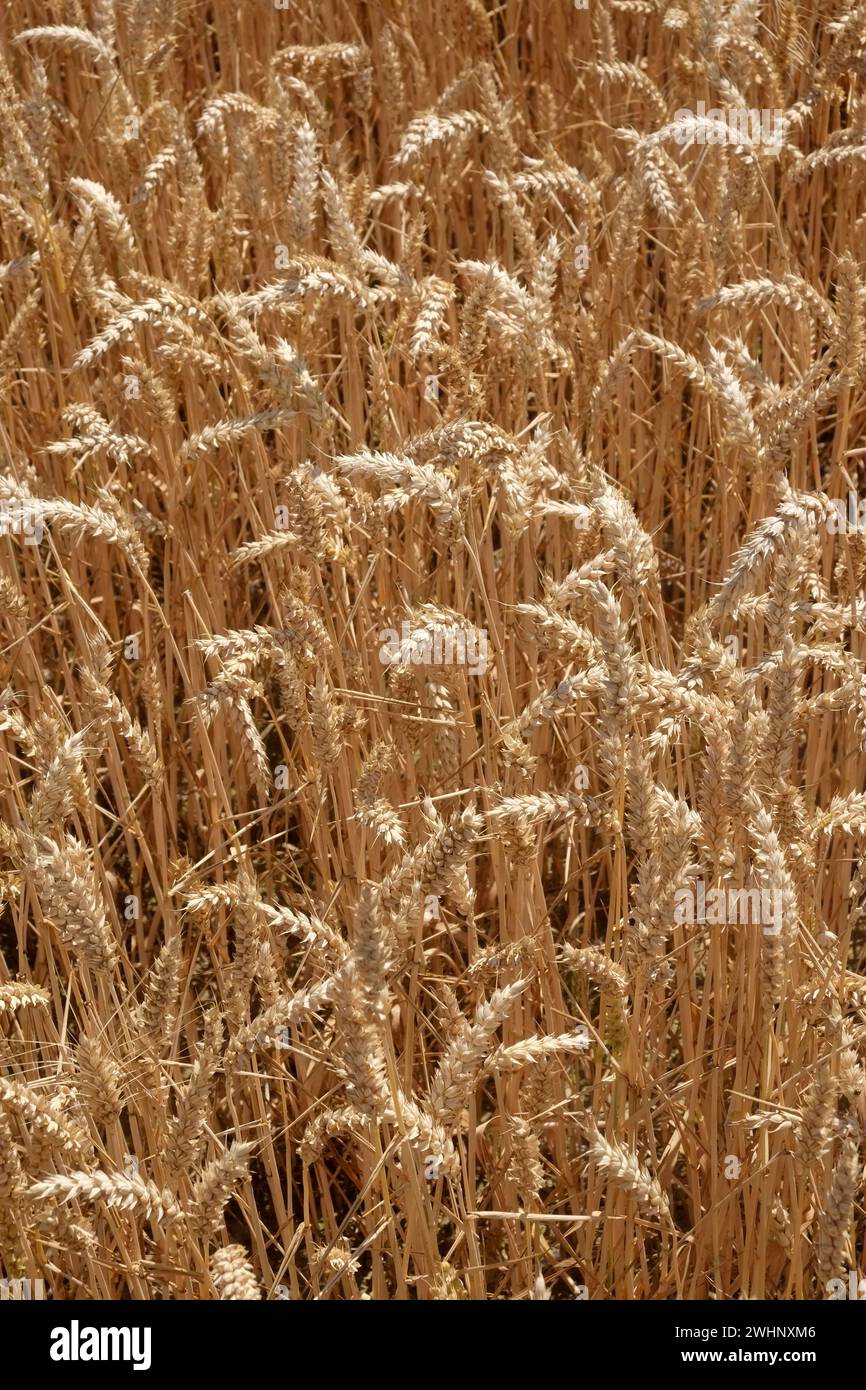Feld Struktur mit Weizen Stockfoto
