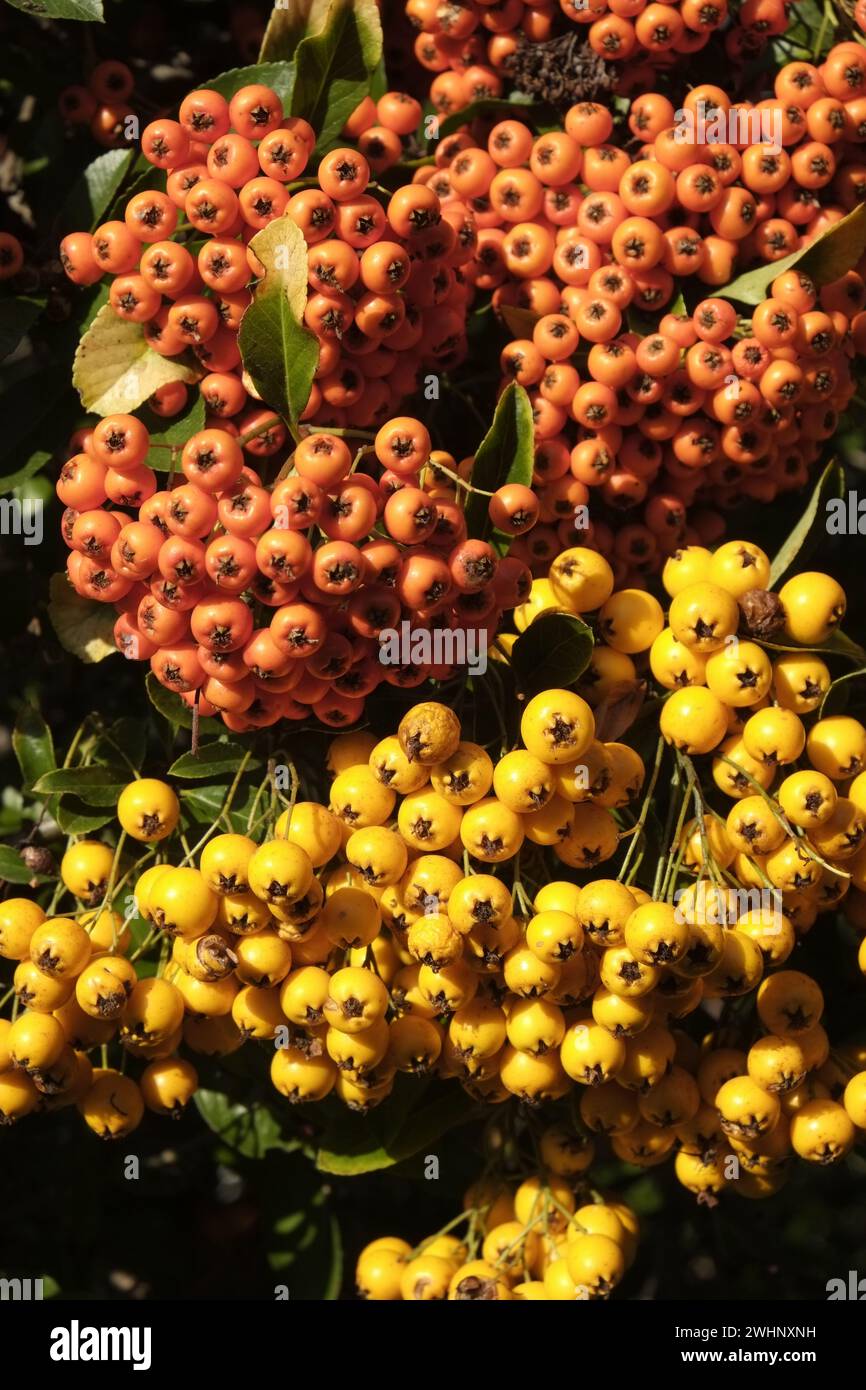 Feuerdorn, pyracantha Stockfoto