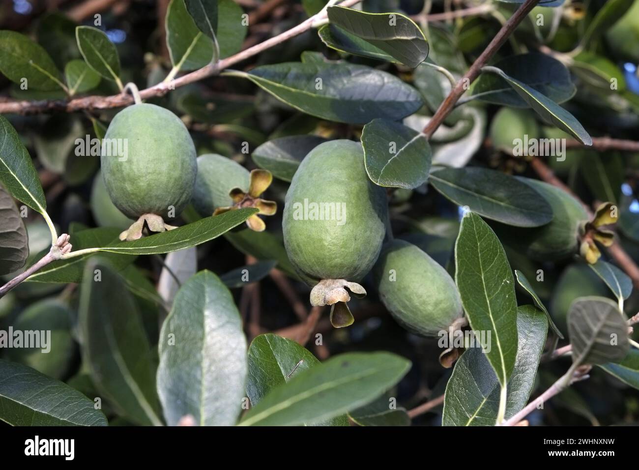 Guava, brasilianische Guava Stockfoto