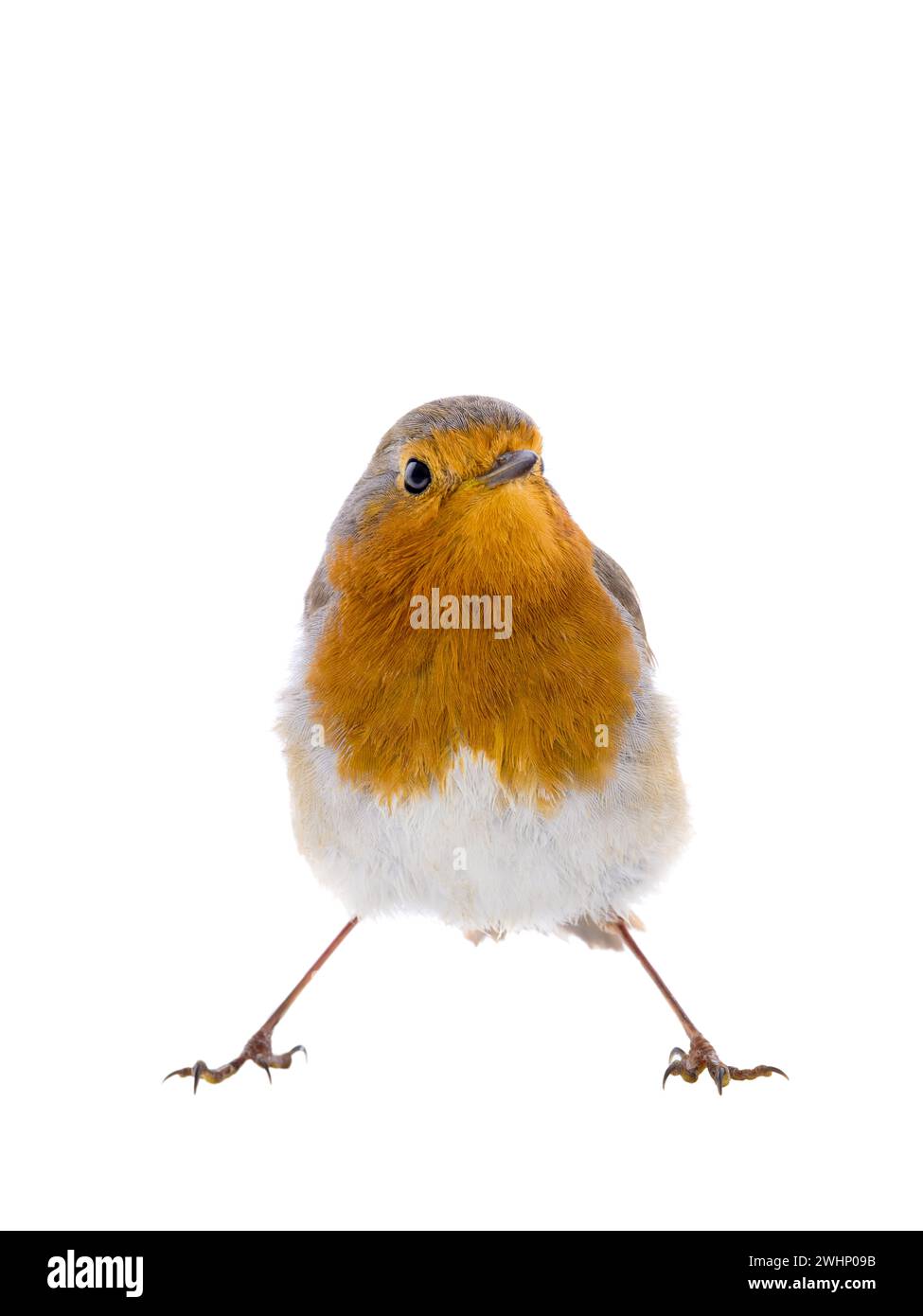 Europäischer robin (Erithacus rubecula) isoliert auf weißem Hintergrund Stockfoto