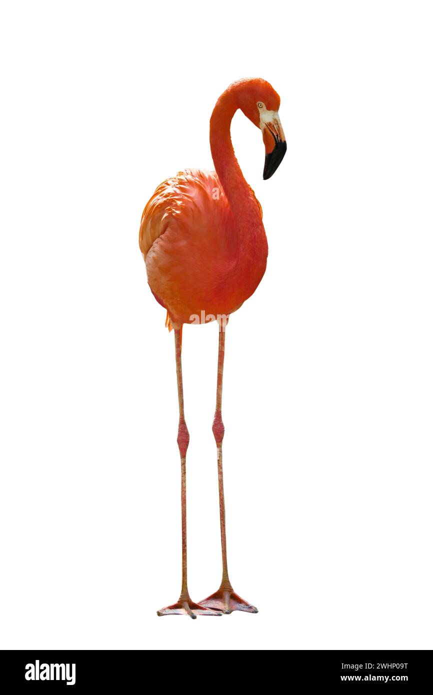 Roter Flamingo (Phoenicopterus ruber) isoliert auf weißem Hintergrund Stockfoto