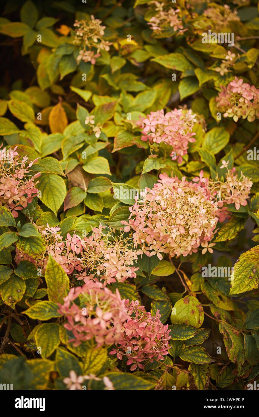 Hortensie Arborescens oder glatte Hortensie, Blumen im Herbstpark. Stockfoto