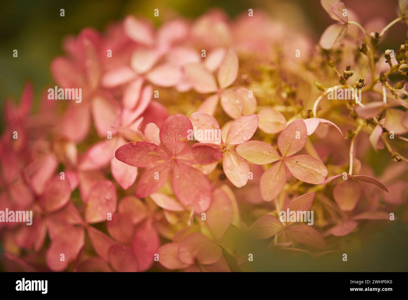 Hortensie Arborescens oder glatte Hortensie, Blumen im Herbstpark. Stockfoto