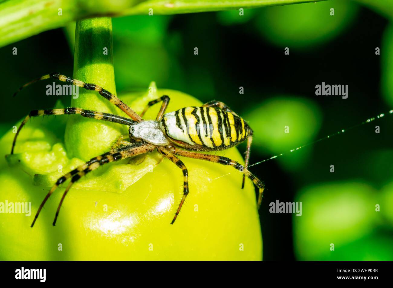 Spinne auf einem Blatt. Gelb gestreifte Wasp Spinne - Argiope bruennichi - draußen in der Natur Stockfoto