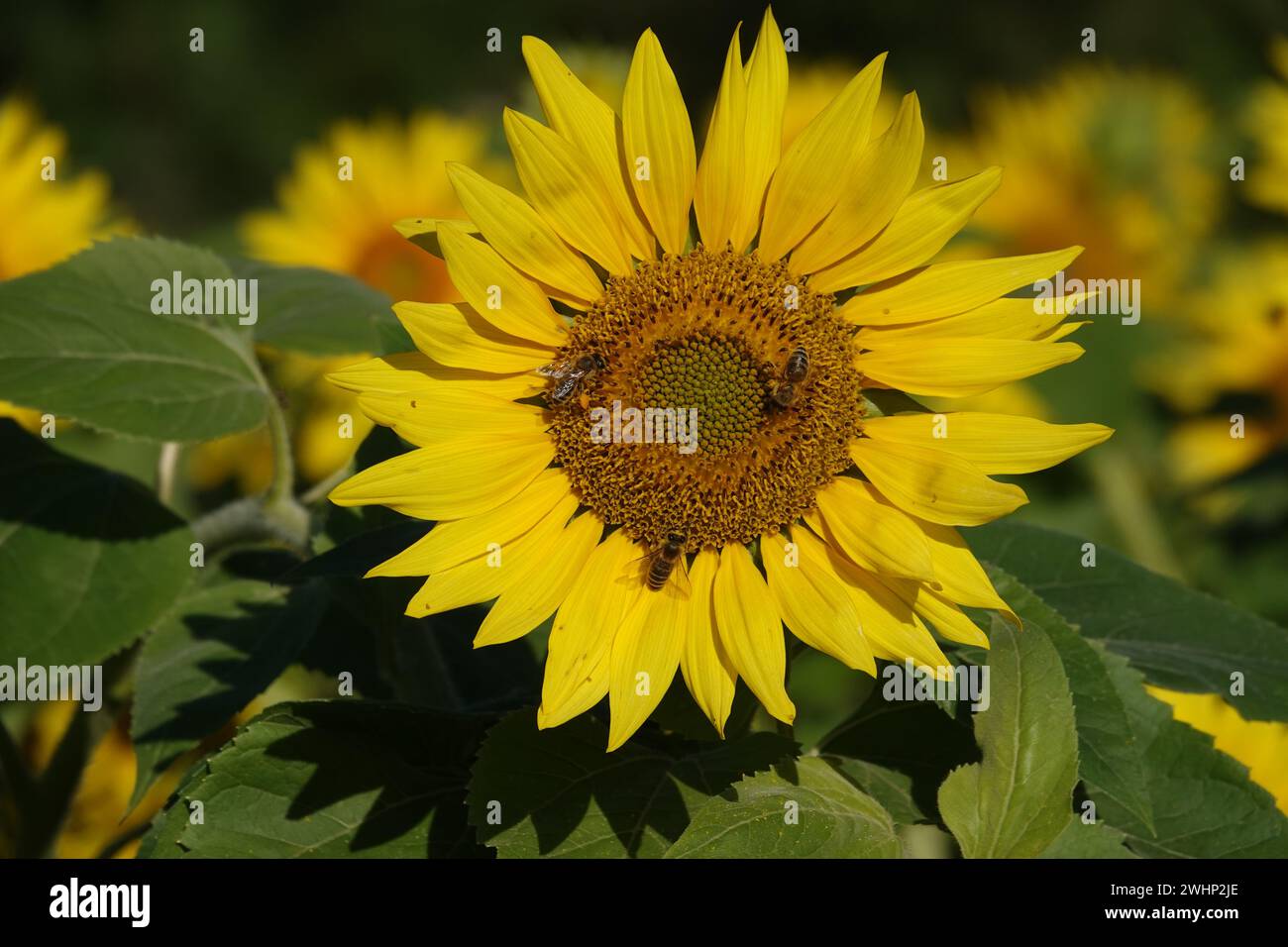 Helianthus annuus, Sonnenblume, Biene Stockfoto