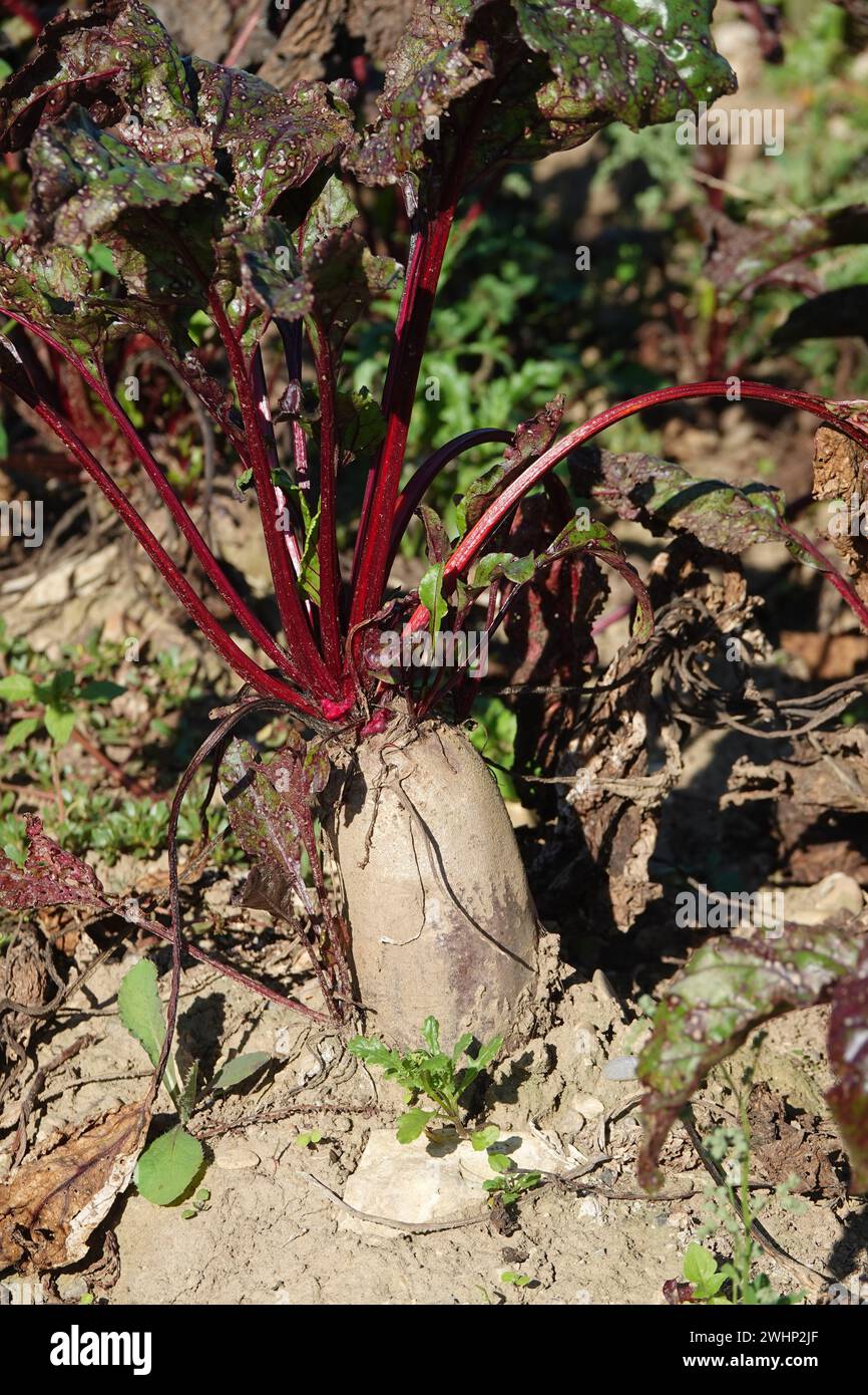 Beta vulgaris, Rübenwurzel Stockfoto