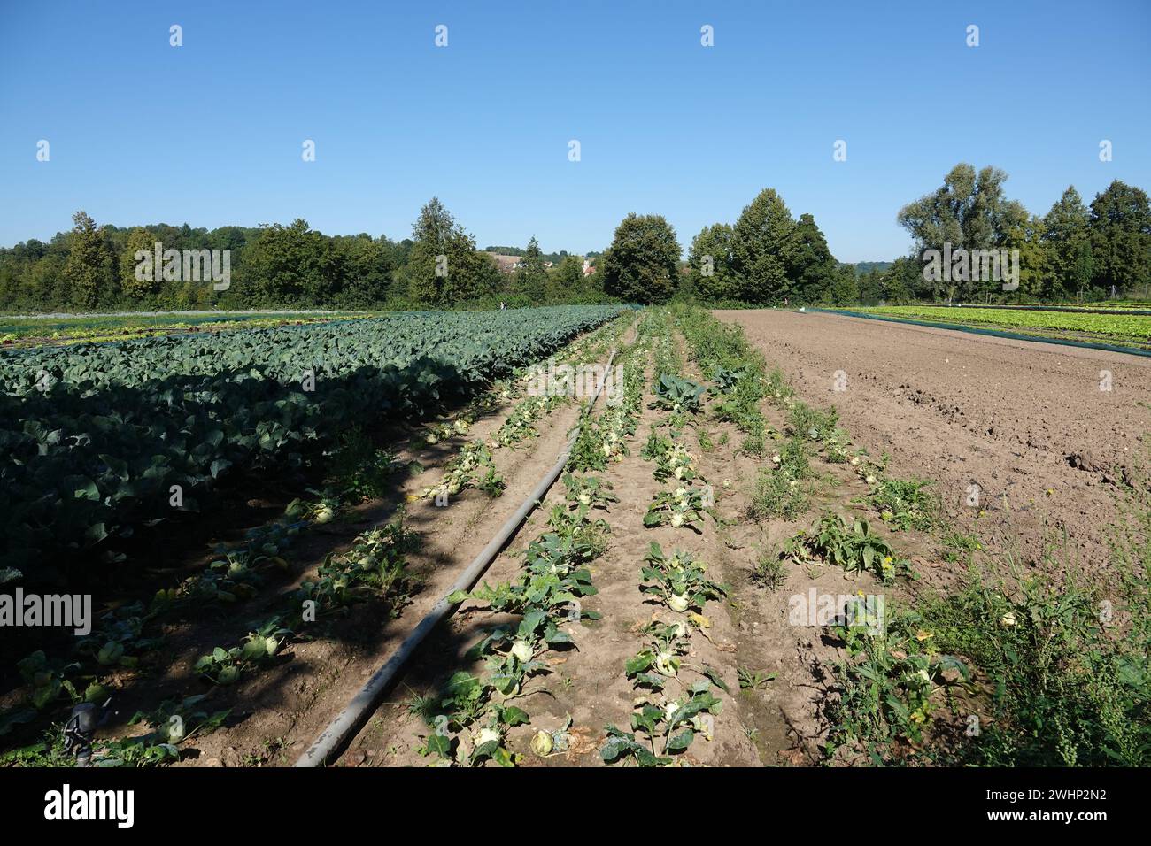 Brassica oleracea gongylodes, deutsche Rübe Stockfoto