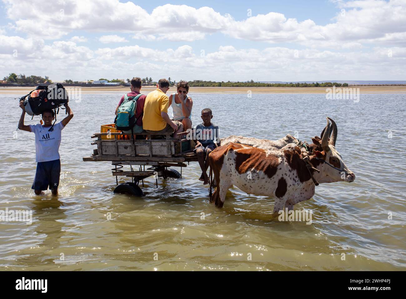 Traditionelle Zebu-Kutsche auf der Straße. Das Zebu wird in Madagaskar häufig als Zugtier verwendet. Stockfoto