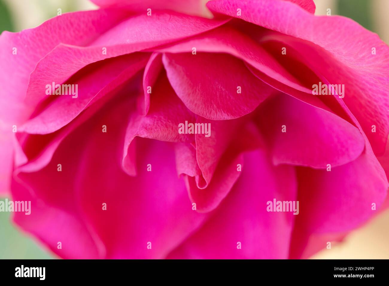 Vollformataufnahme mit Rosenblütenblättern in Pink oder Magenta, abstrakter romantischer Hintergrund. Lebendige, auffällige und sexy Farben. Gut für Poster oder Leinwand im Schlafzimmer. Stockfoto