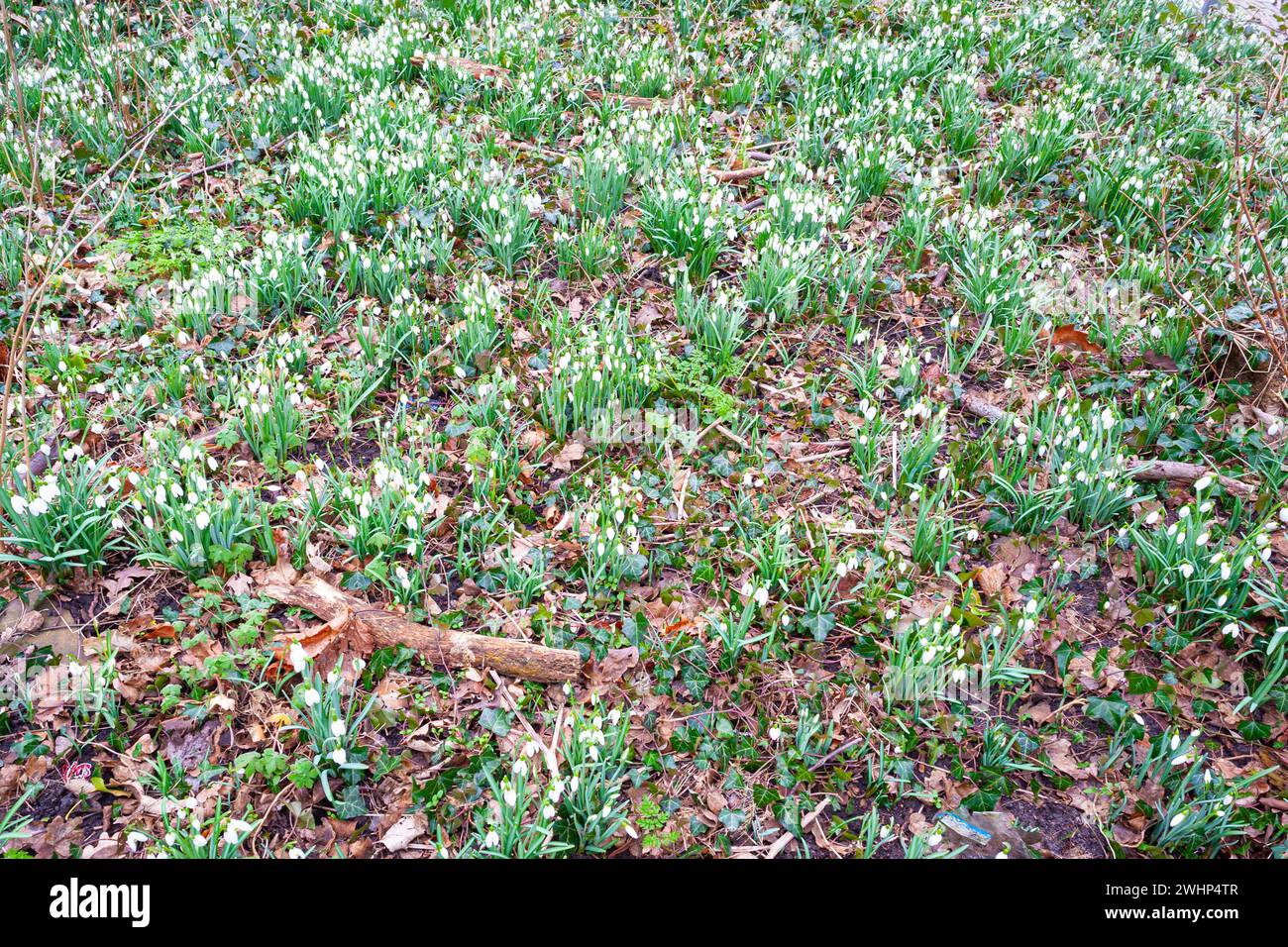Feld mit zahlreichen Schneeglöckchen (Galanthus nivalis) in einem Wald. Stockfoto