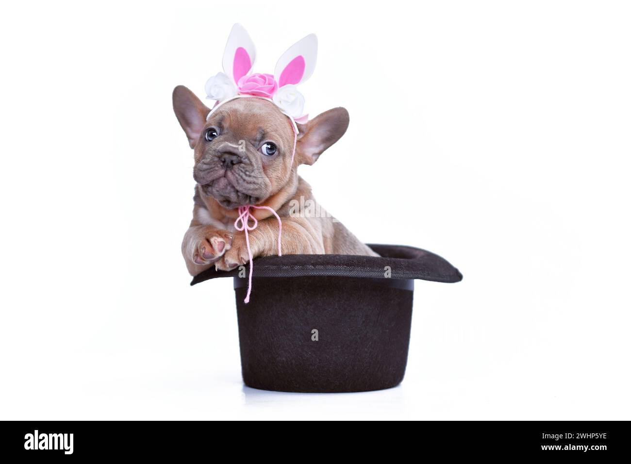 Niedliches blaues Kitz französischer Bulldog Hund Welpe mit Osterhase Stirnband in schwarzem Magier Hut auf weißem Hintergrund Stockfoto