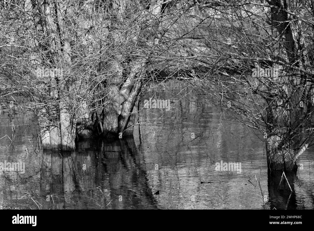 Uberlegungen von im Wasser wachsenden Pflanzen und Bäumen auf das Naturschutzgebiet Stockfoto