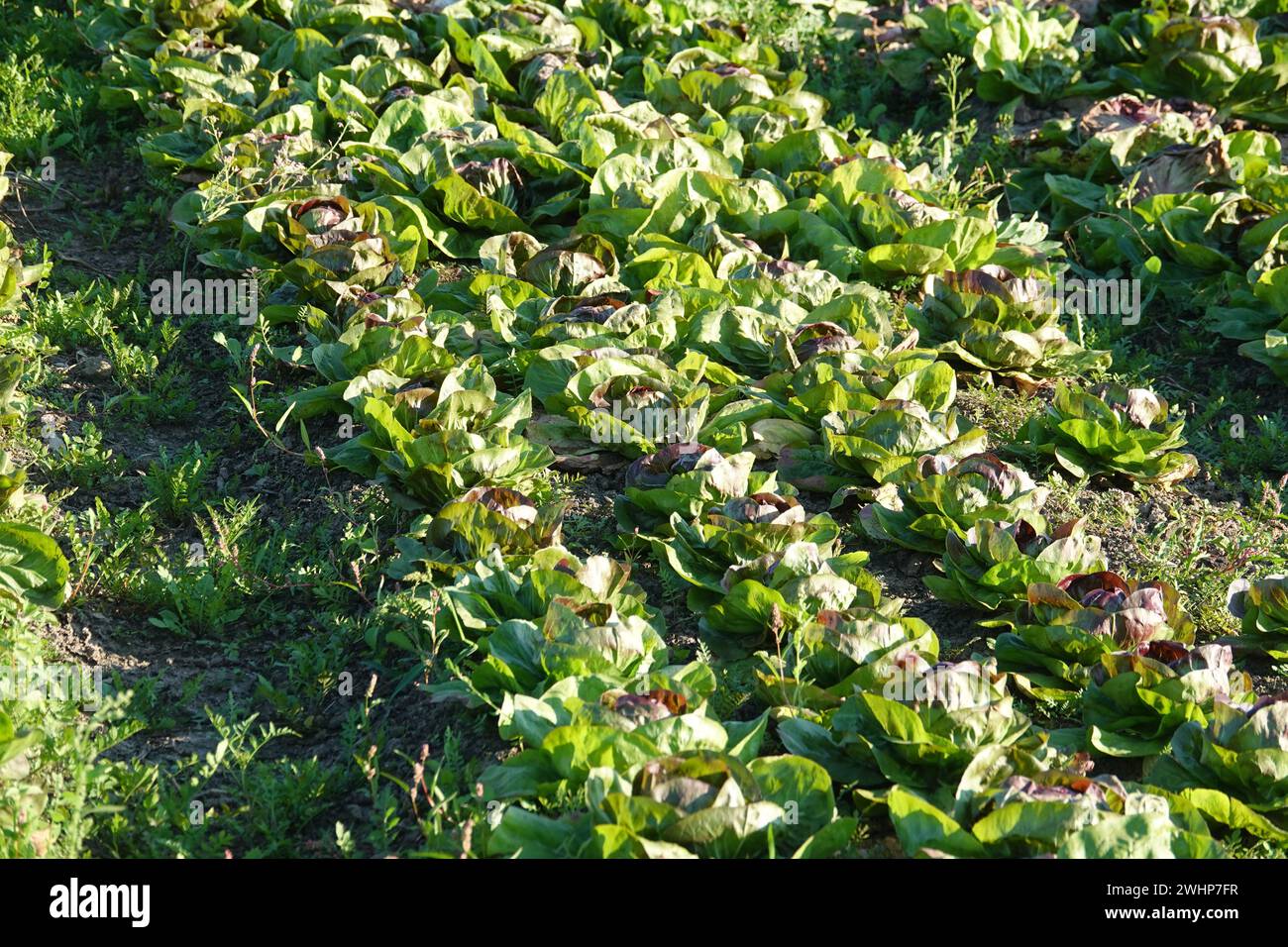 Lactuca sativa var. Longifolia, Römersalat Stockfoto