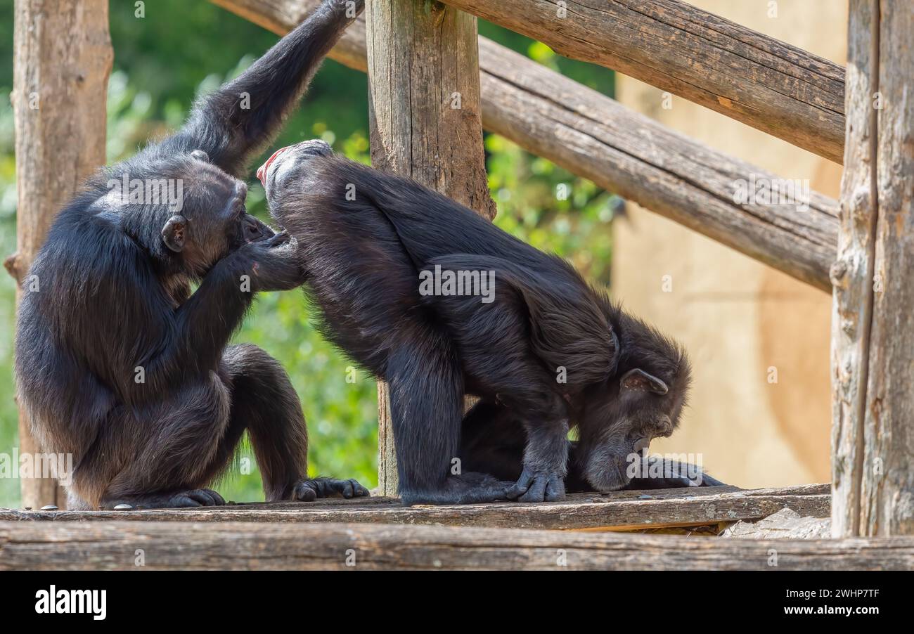 Die beiden Schimpansen stehen auf einer hölzernen Plattform. Stockfoto