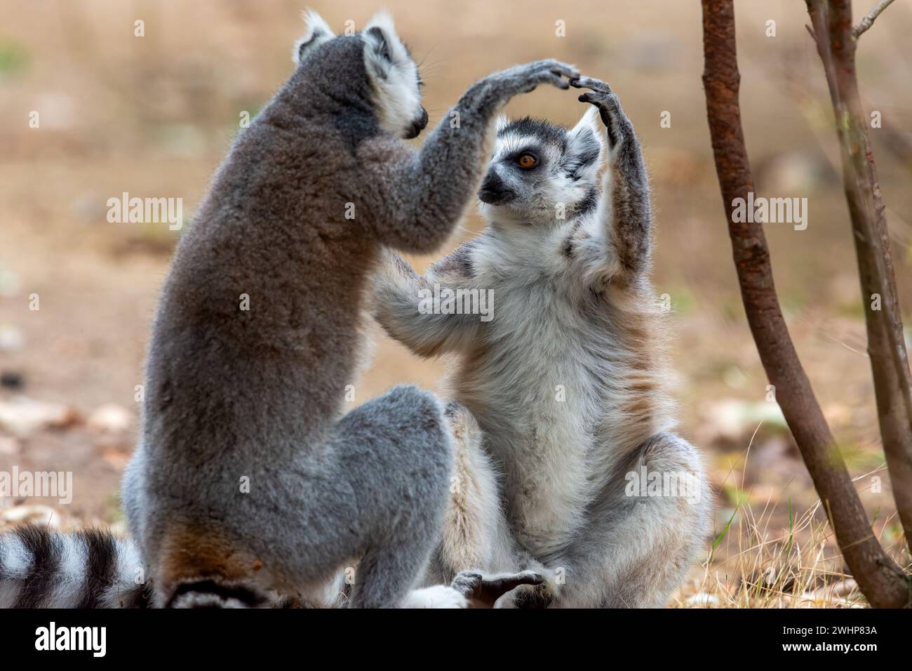 Die beiden Lemuren, die sich berühren, stehen Seite an Seite. Stockfoto