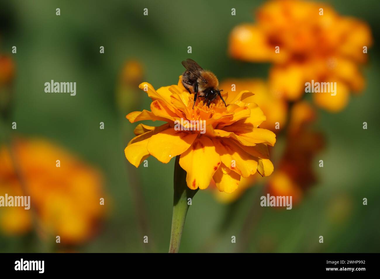 Tagetes, Hummel Stockfoto