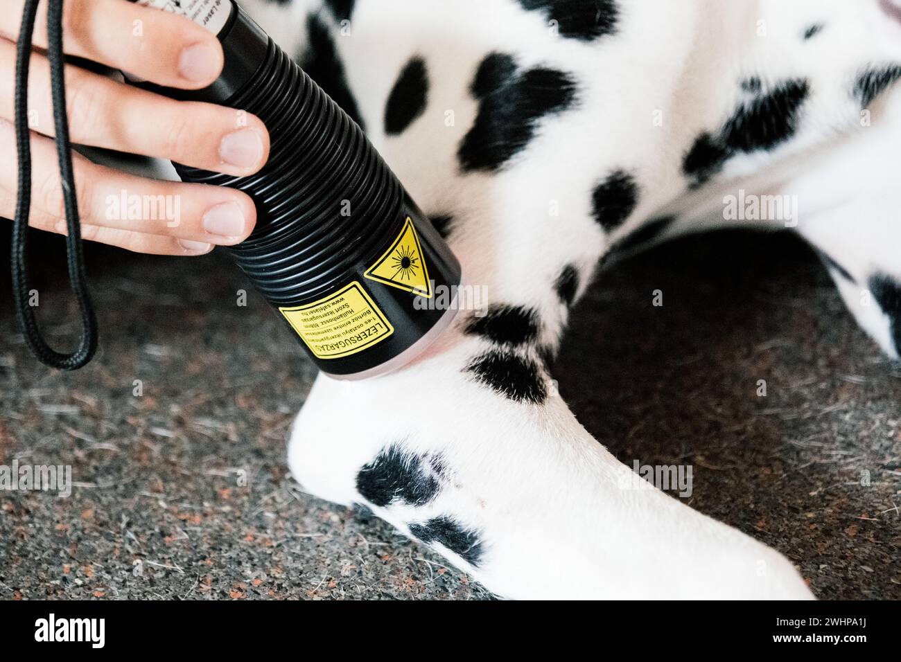 dalmatinisches Lasertherapietraining für Hunde Stockfoto