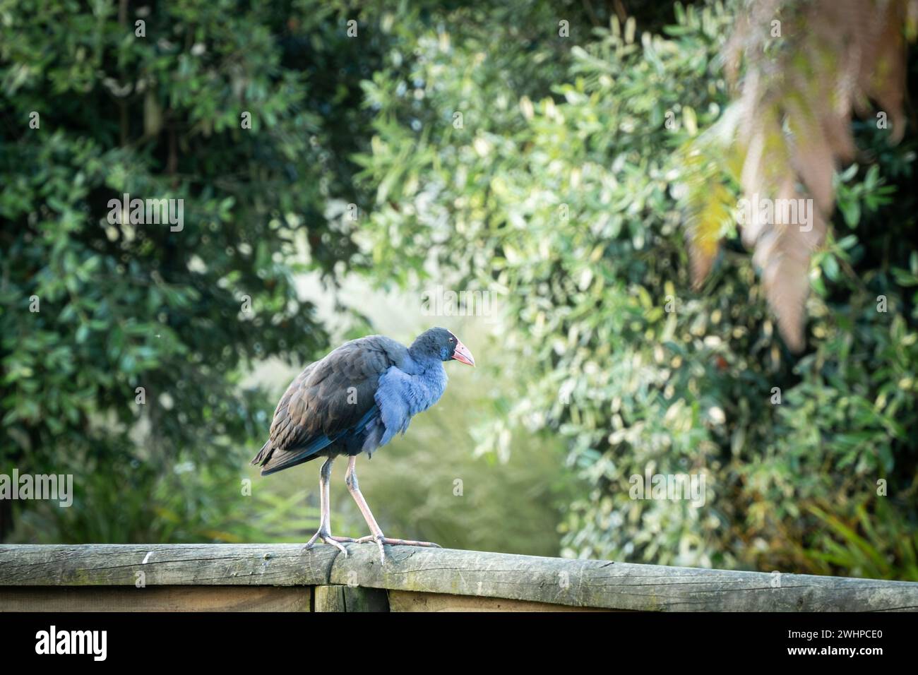 Farbenfroher einheimischer Vogel Pukeko, der auf einem Holzvorsprung im Waldpark in Neuseeland steht Stockfoto