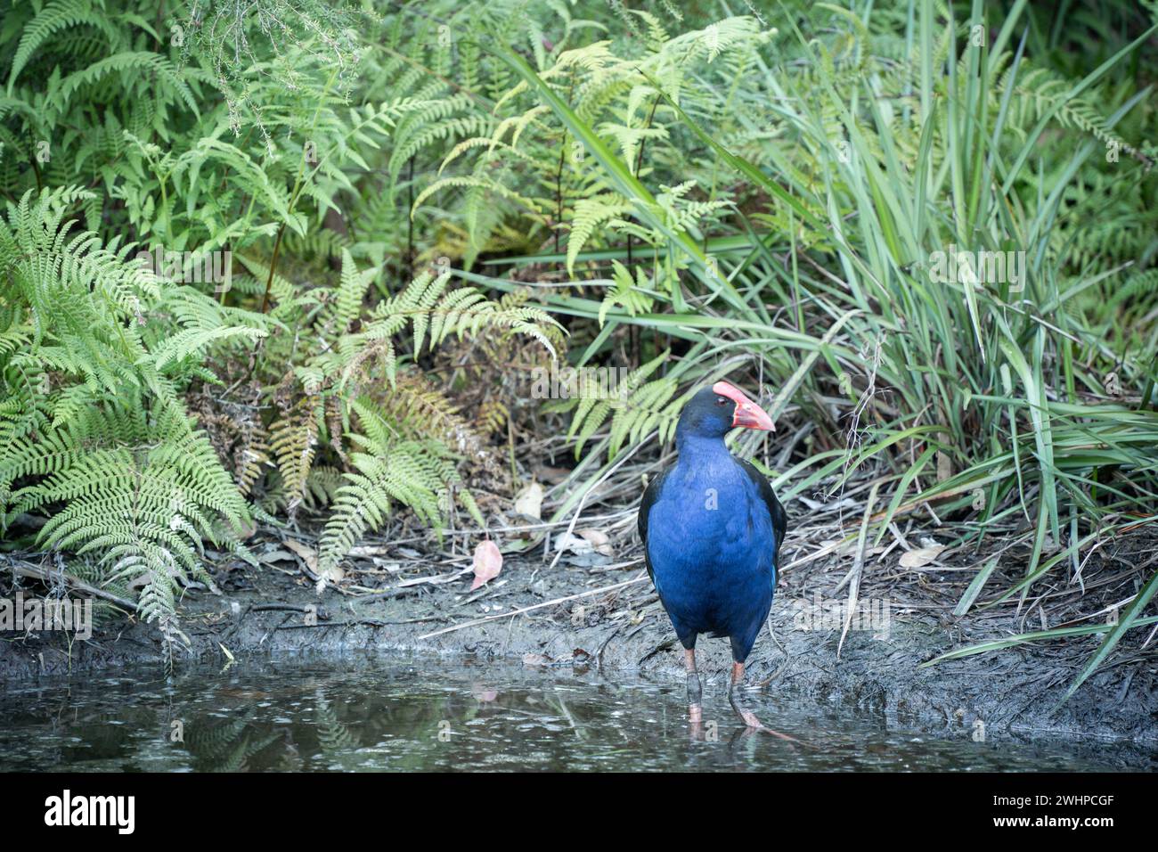 Farbenfroher einheimischer Vogel Pukeko, der in einem von Laub umgebenen Wasser im Waldpark in Neuseeland steht Stockfoto