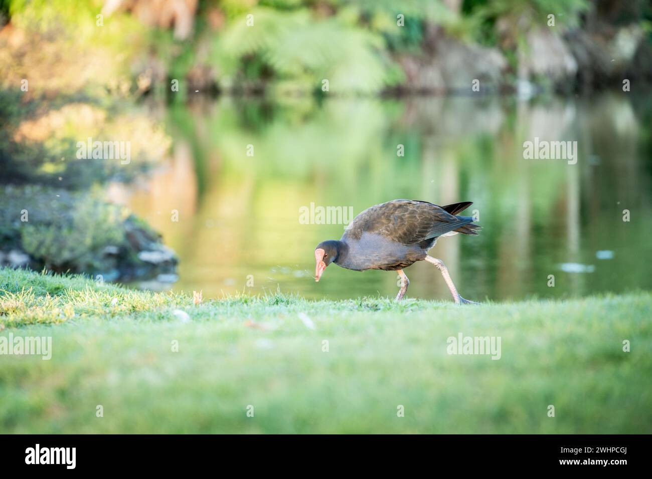 Farbenfroher einheimischer Vogel Pukeko, der durch die grasbewachsene Landschaft auf der Suche nach Essen geht, Neuseeland Stockfoto