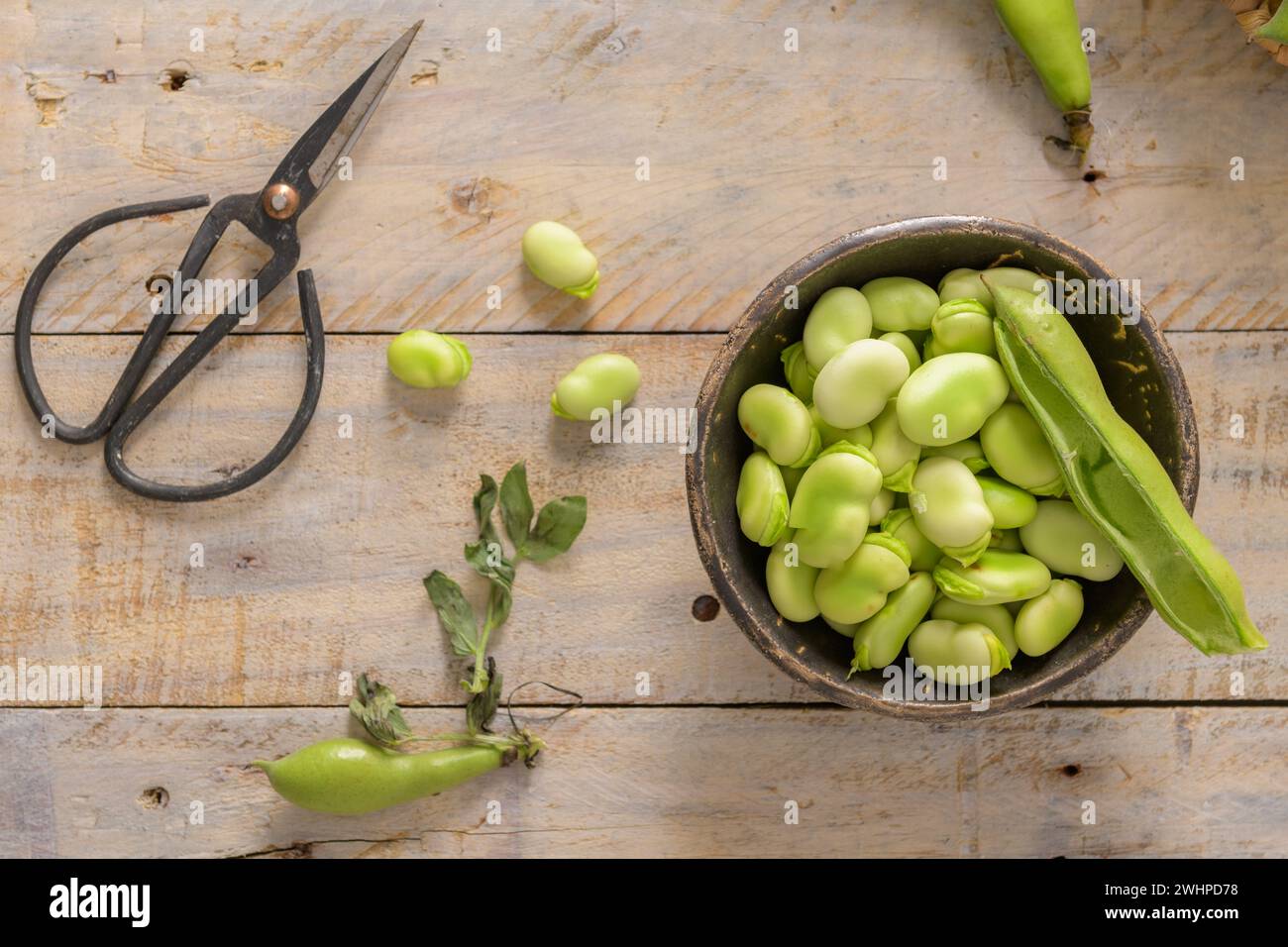 Frische und rohe grüne Bohnen Stockfoto